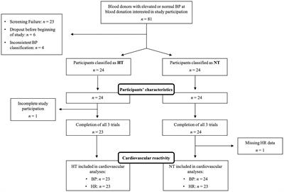 Alpha-Adrenergic Mechanisms in the Cardiovascular Hyperreactivity to Norepinephrine-Infusion in Essential Hypertension